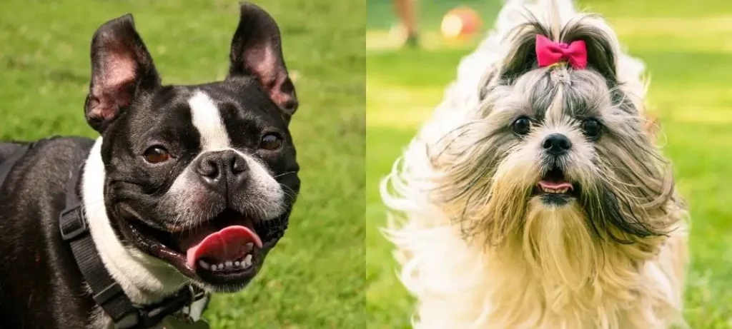 Um cachorro da raça Bulldog Francês e outro Shih Tzu em um gramado.