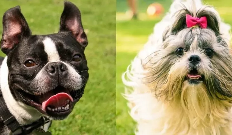 um cachorro da raça bulldog francês e outro shih tzu.