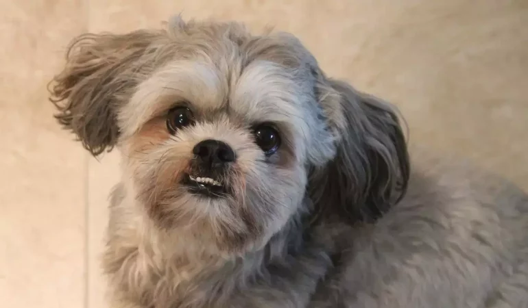 Um cachorro da raça shih tzu mostrando os dentes.