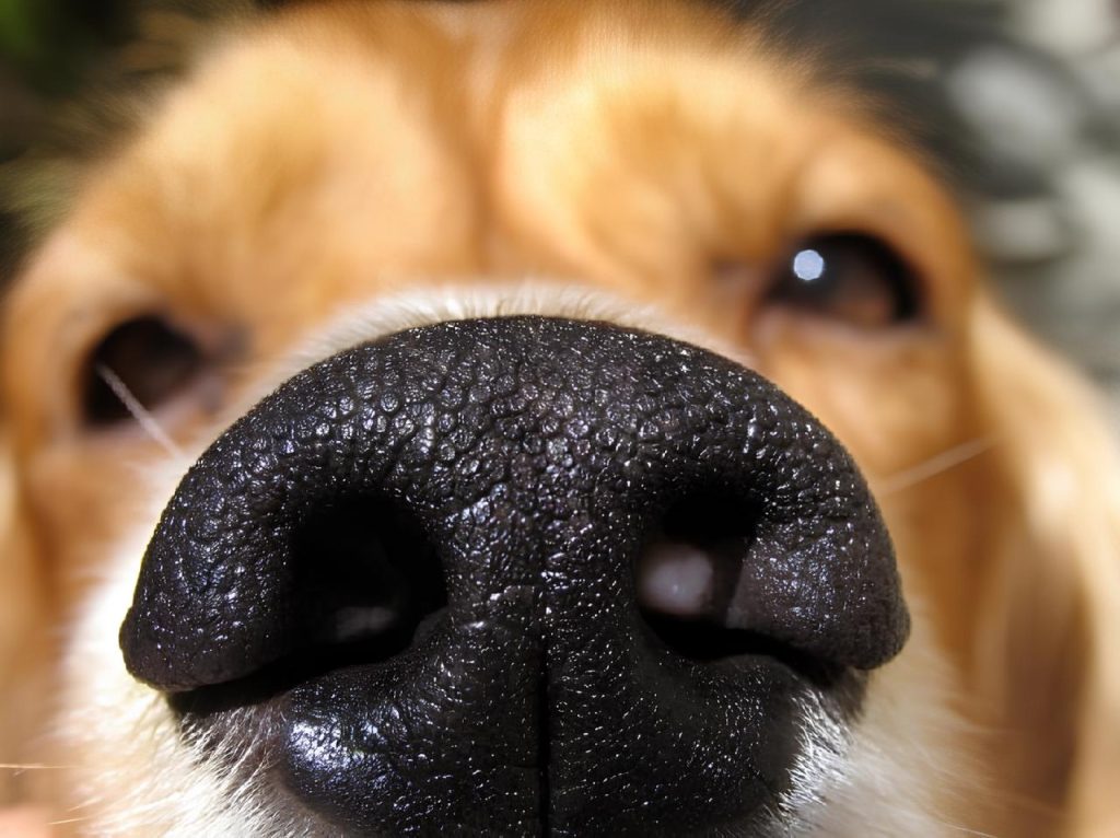 um cachorro com farejando com olfato.