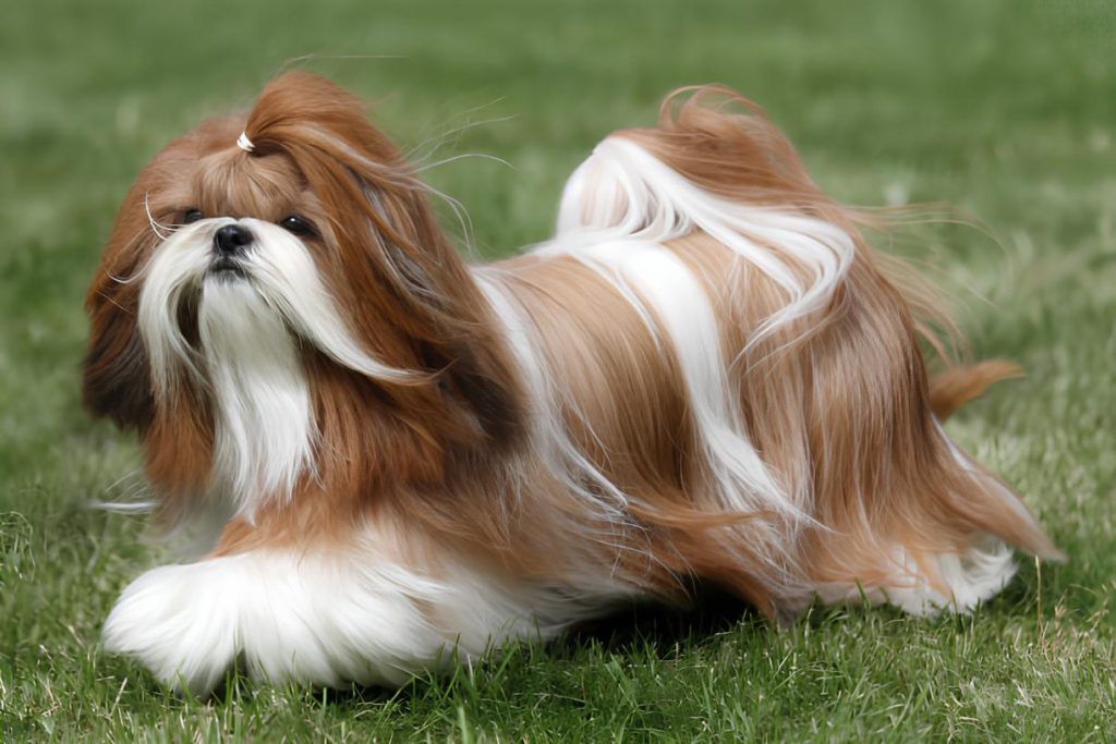 um cachorro da raça  Shih Tzu  das cores Vermelho e Branco correndo no gramado.