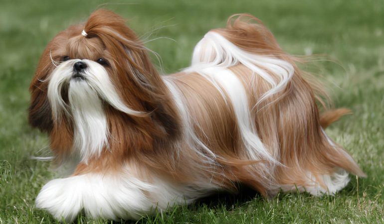 um cachorro da raça shitza na pelagem vermelha e branca.