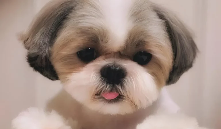Um cachorro da raça Shih Tzu com a língua de fora.