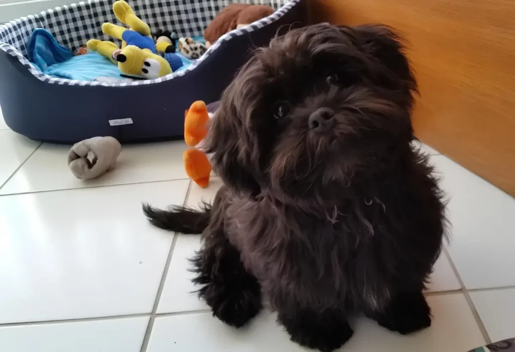 Um cachorro da raça lhasa apso na pelagem  preto sentado perto de sua caminha pet.