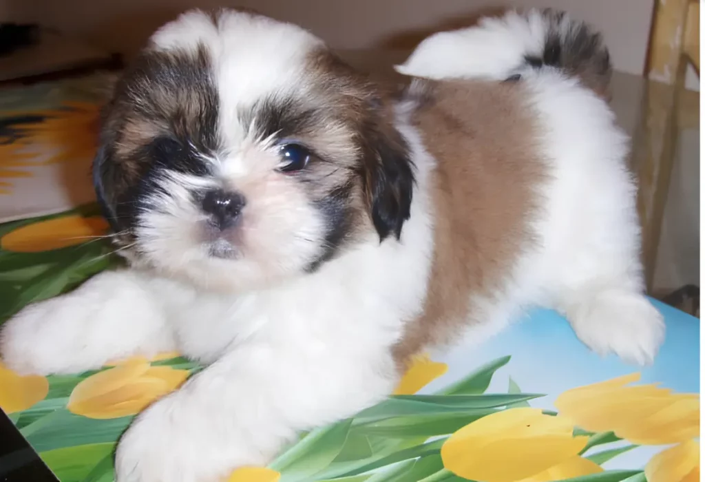 Um cachorro da raça Lhasa Apso Mini