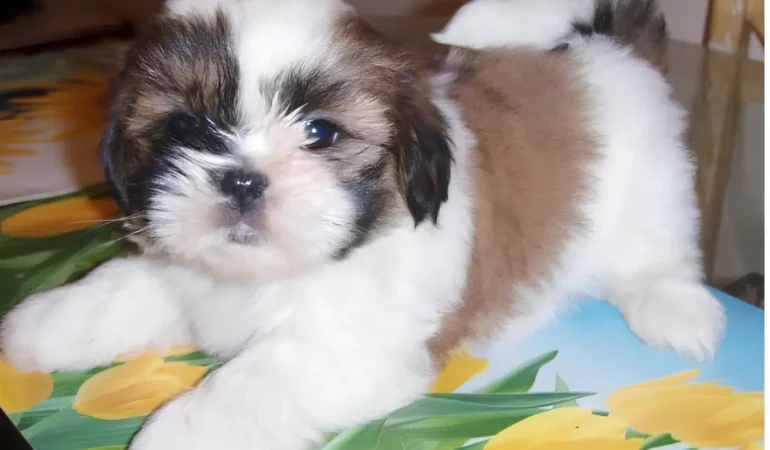 Um cachorro da raça lhasa apso mini.