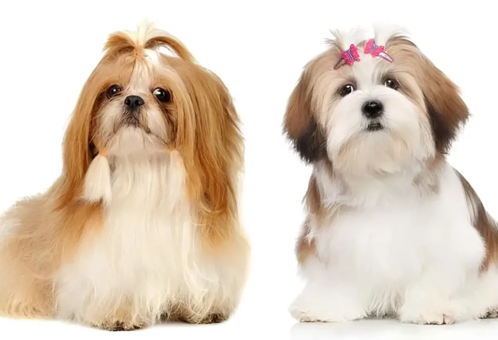 Diferenças Entre Shih Tzu e Lhasa Apso