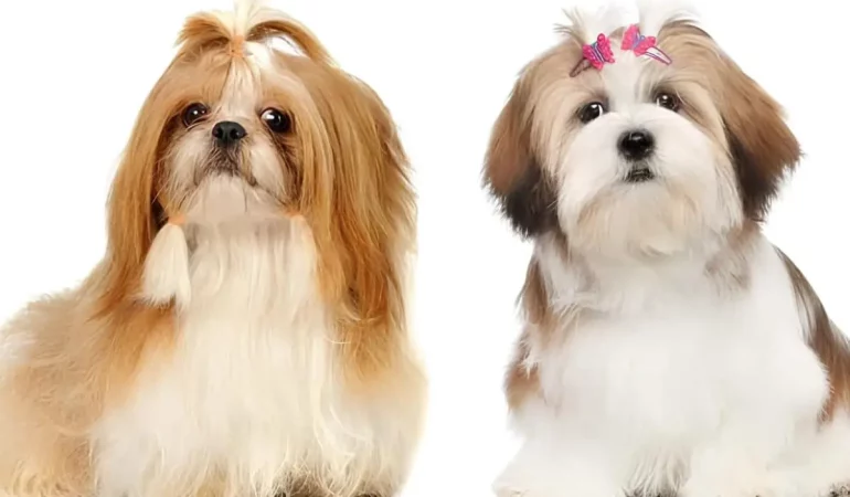 Dois cães juntos sendo um da raça shih tzu e outro lhasa apso.