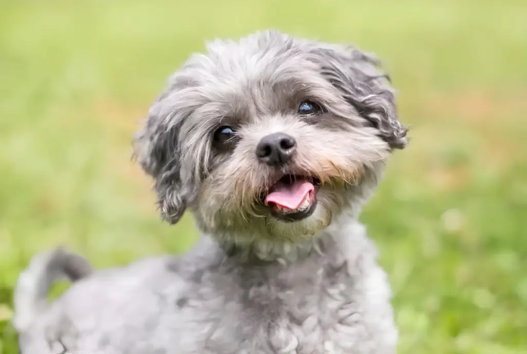 Um cachorro da raça Shih Tzu na pelagem azul (cinza).