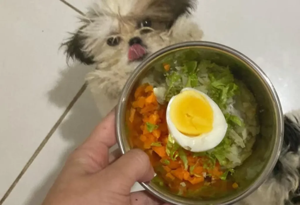 Um cachorro da raça Shih tzu e um tutor com uma tigela de comida natural.