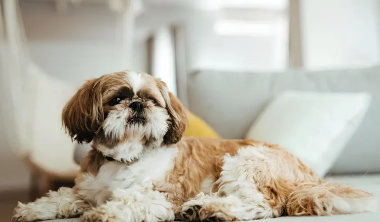 Um cachorro da raça Shih Tzu deitado descansado.