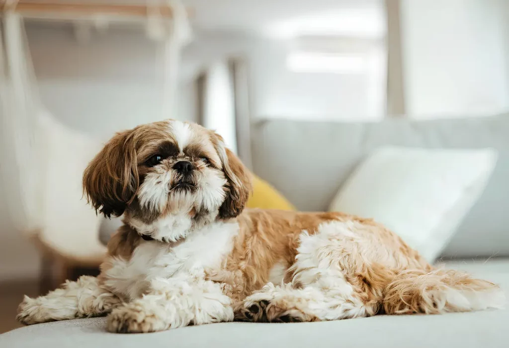 Um cachorro da raça Shih Tzu deitado descansado.