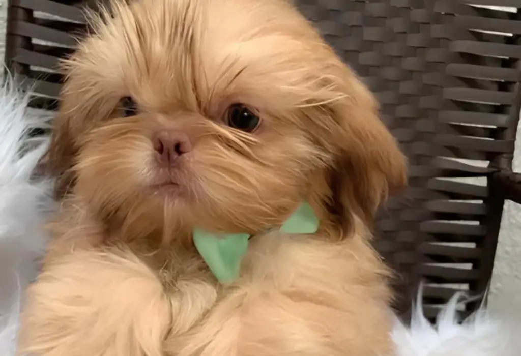 Um cachorro filhote da raça Shih Tzu na cor Fígado.