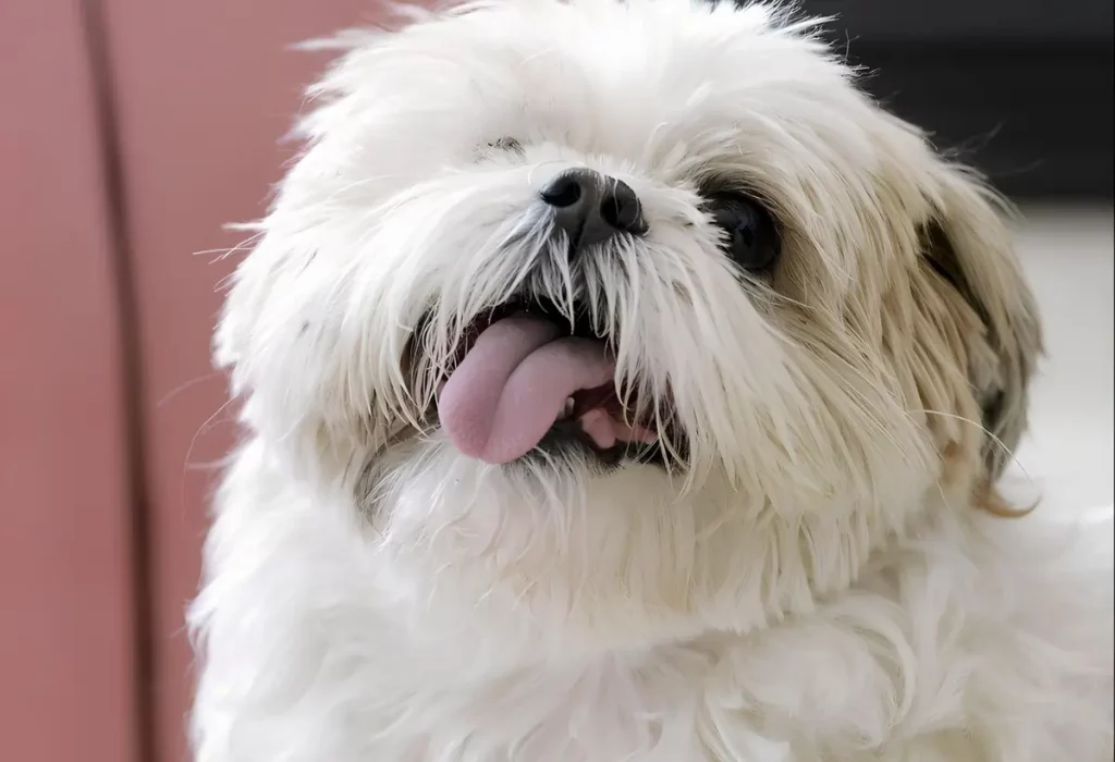 Um cachorro da raça Shih Tzu com a língua de fora.