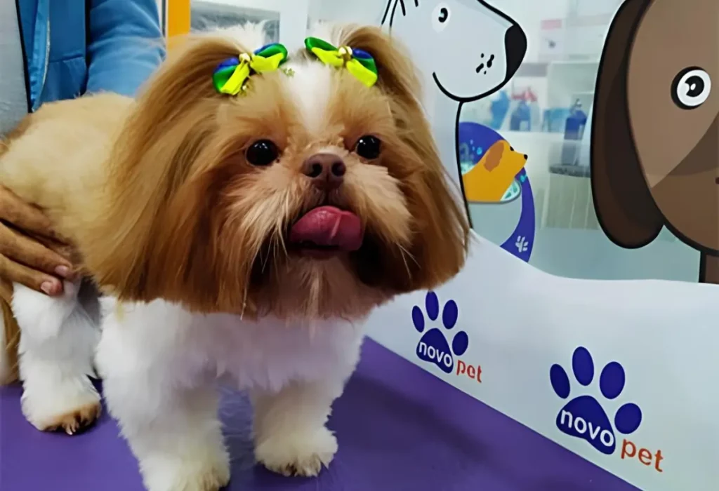 Um cachorro da raça Lhasa Apso em um pet shop fazendo uma tosa.