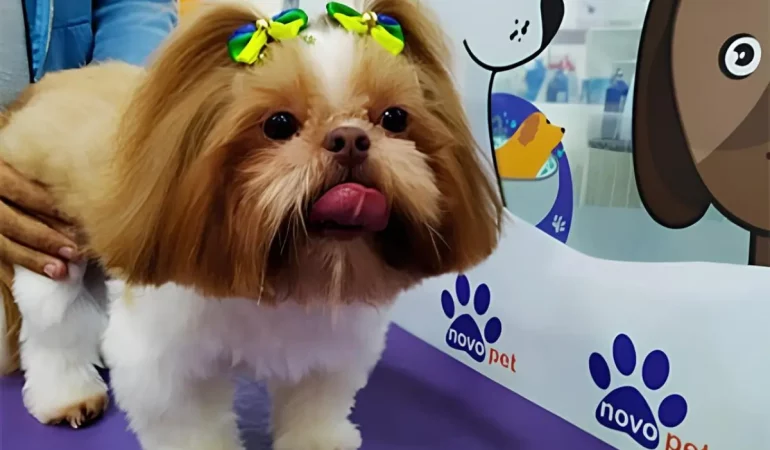 Um cachorro da raça lhasa apso em um pet shop sendo tosado.