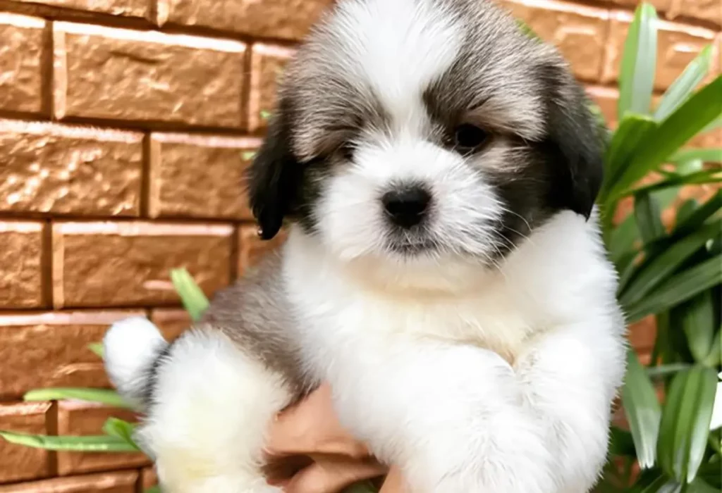 Um cachorro da raça Lhasa Apso Mini.