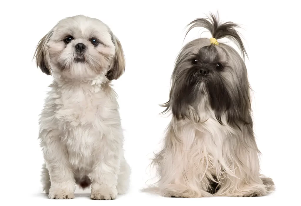 Dois cães sentados, sendo um da raça lhasa apso e outro shih tzu.