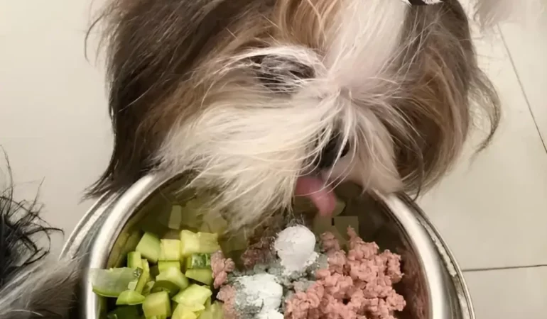 Um cachorro da raça Shih Tzu comendo comidas naturais em uma tigela.