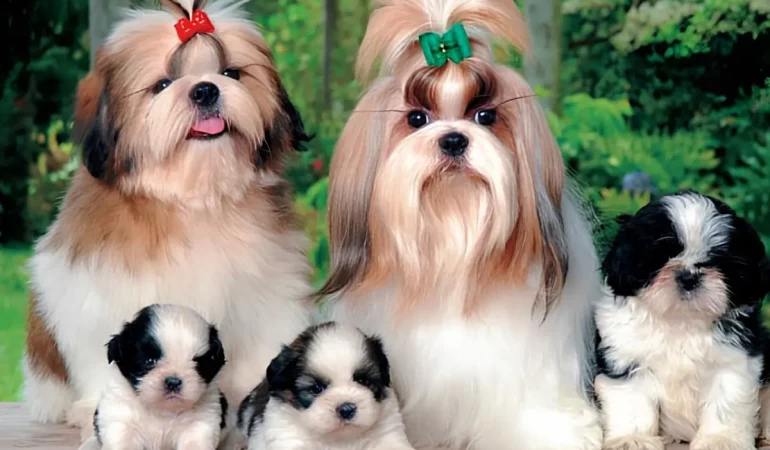 Cães da raça shih tzu adultos e filhotes.