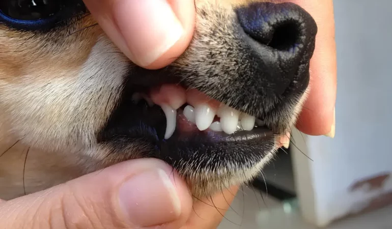 Um cachorro da raça Pinscher mostrando os dentes.