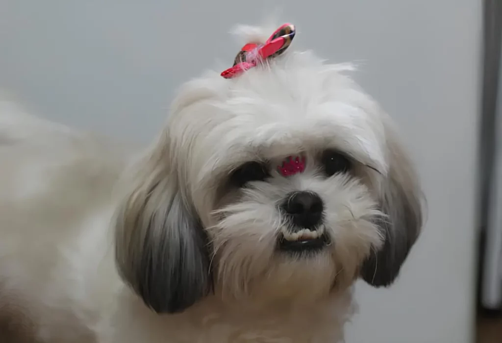 Uma cadela da raça shih tzu com os dentes para fora.