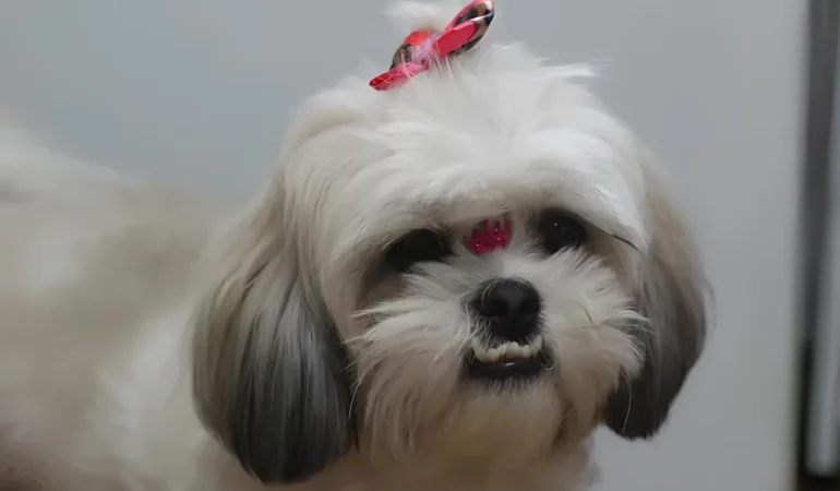 Um cachorro fêmea da raça shih tzu com os dentes para fora