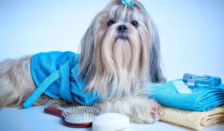 Um cachorro da raça shih tzu castrado.