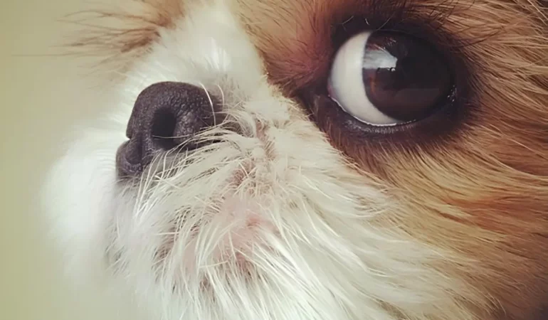 Um cachorro da raça Shih Tzu.