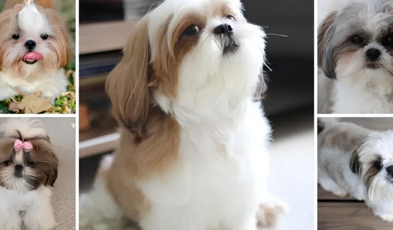 Cachorros da raça Shih Tzus de cores de pelagens diferentes.