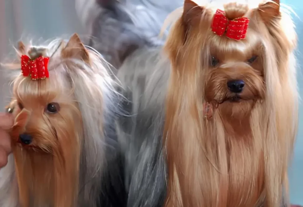 Dois cachorros, sendo um da raça yorkshire e outro  shih tzu.