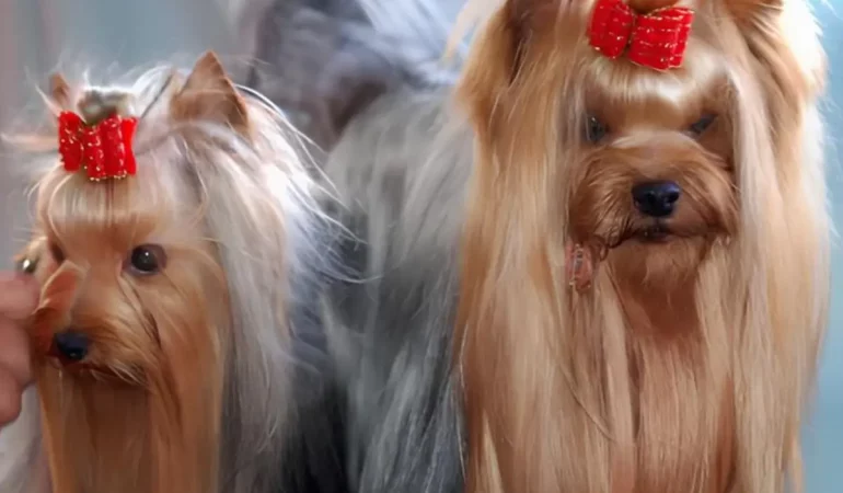 Dois cães juntos sendo um da raça yorkshire e outro shih tzu.