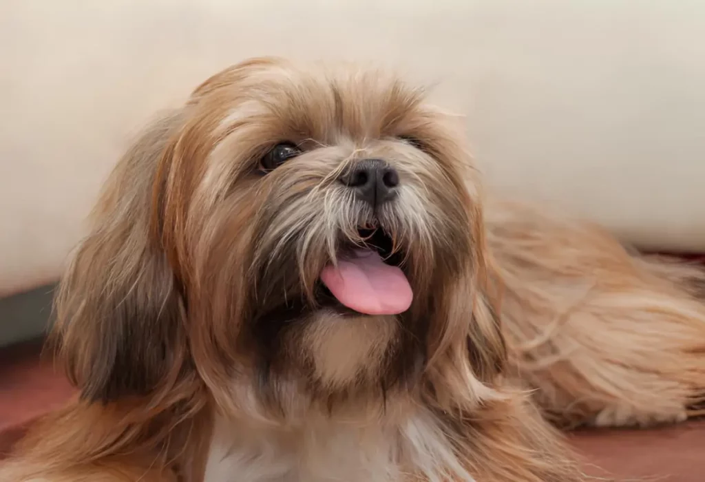 Um cachorro da raça Lhasa Apso deitado descansando, pois ele sofre de hiperatividade excessiva.