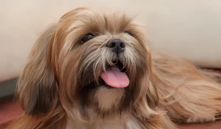 Um cachorro da raça Lhasa Apso com hiperatividade.