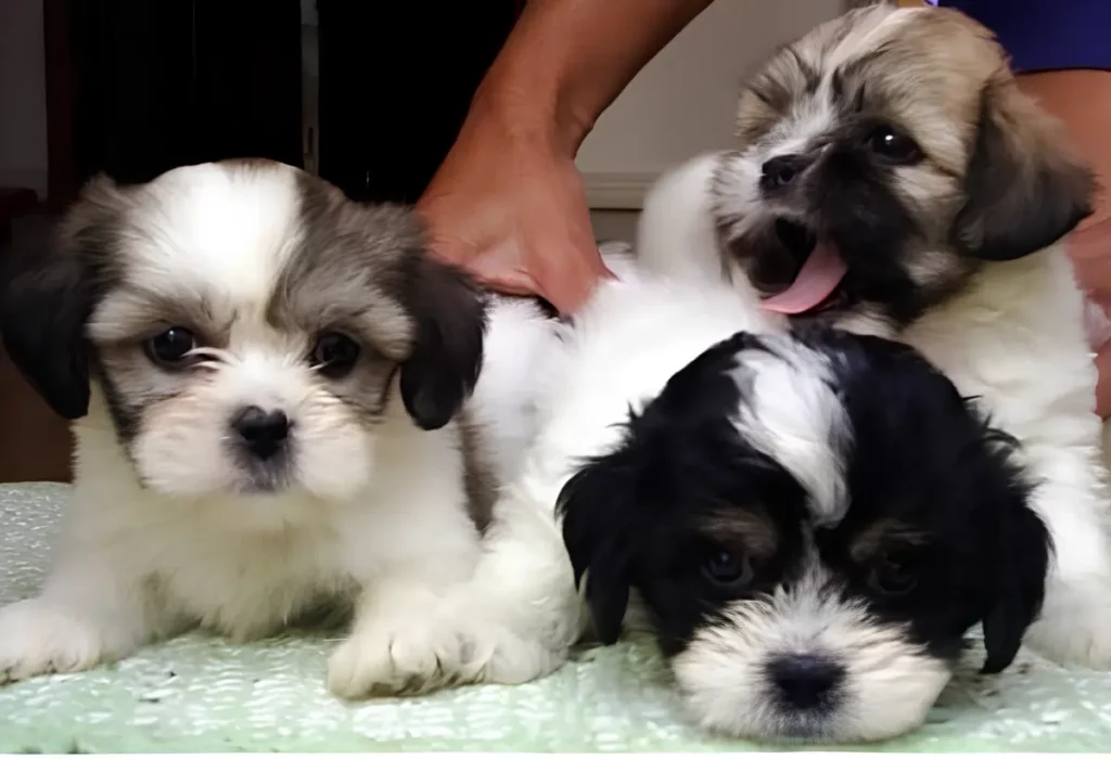 filhotes da raça lhasa apso com 45 dias.