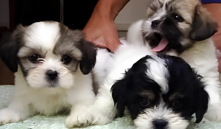 Três filhotes de cachorro da raça Lhasa Apso de 45 dias.