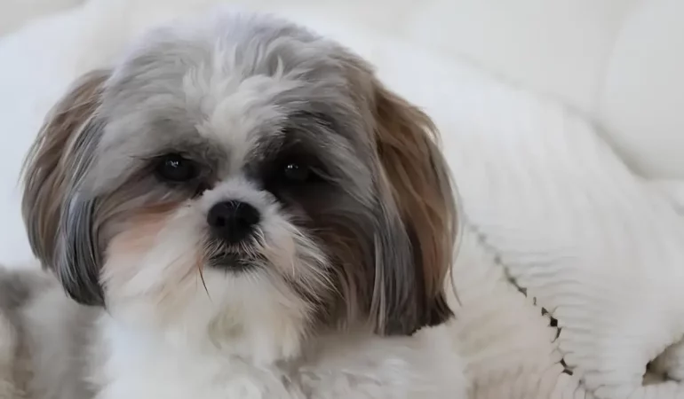 Um cachorro da raça Lhasa Apso de idade avançada.