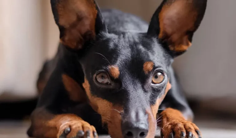 Um cachorro da raça Pinscher tamanho 3 deitado.