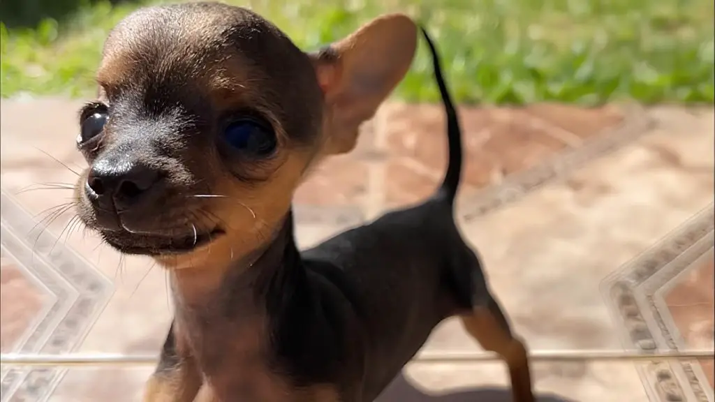 um filhote de cachorro da raça pinscher.