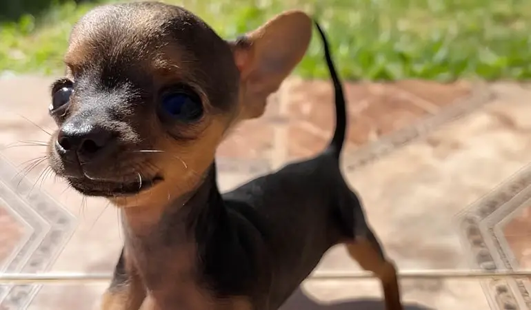 Um cachorro da raça pinscher filhote.