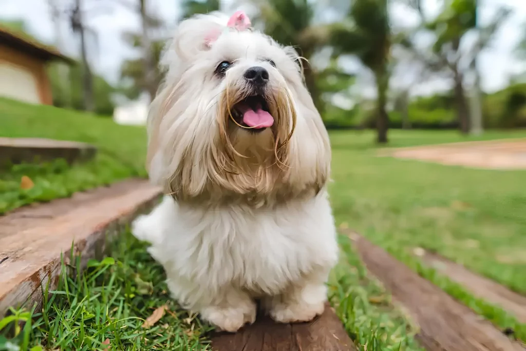 Um cachorro da raça Lhasa Apso em um gramado.