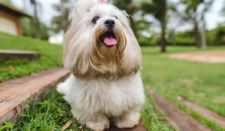 Um cachorro da lhasa apso em um gramado.