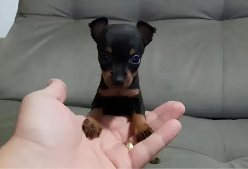 Um cachorro da raça pinscher zero.