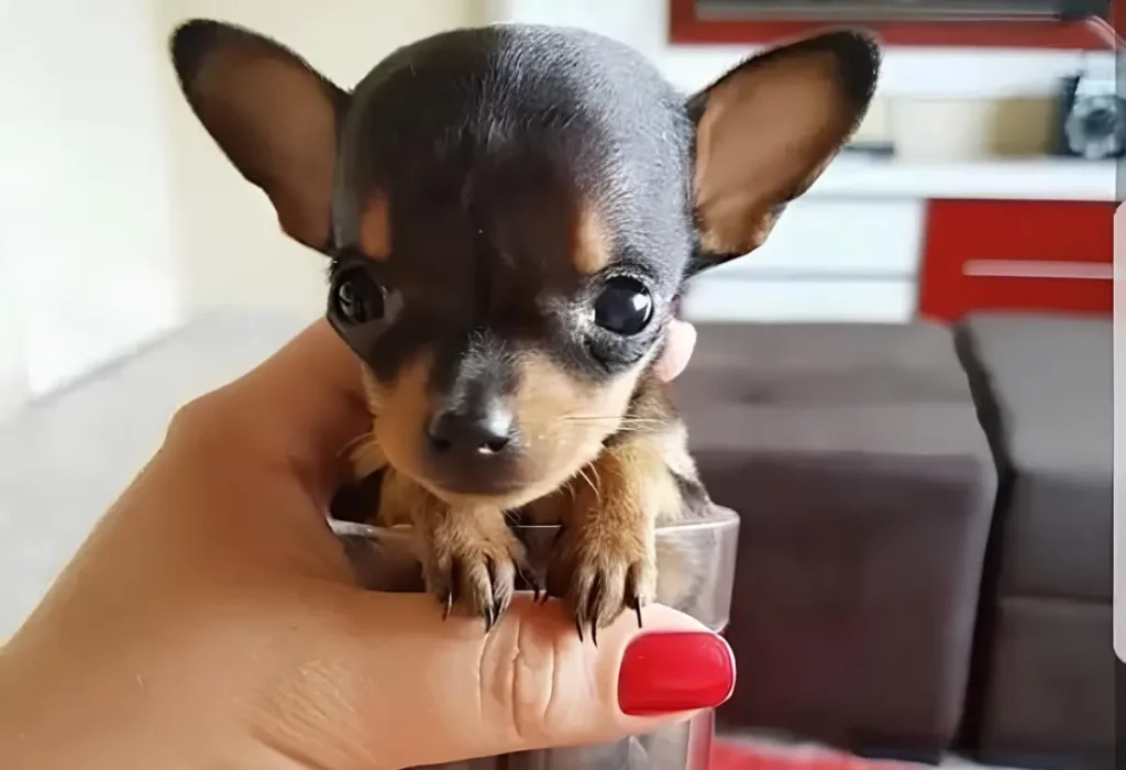 Um cachorro da raça pinscher dentro de um copo segurado por uma pessoa.