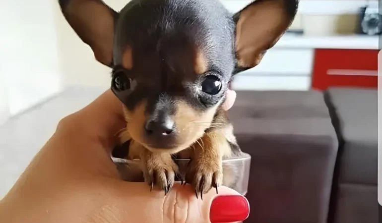 Um cachorro da raça pinscher 0.