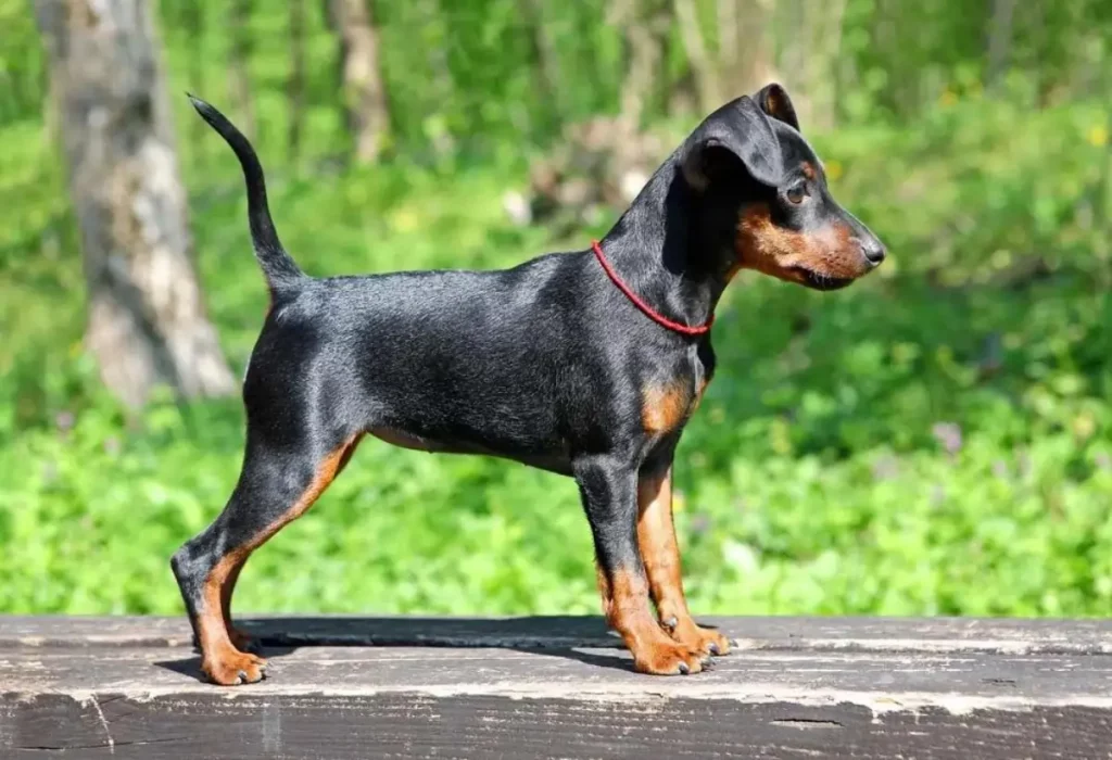 Um cachorro da raça pinscher tamanho 1.