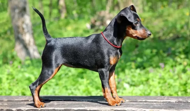 Um cachorro da raça pinscher tamanho 1.