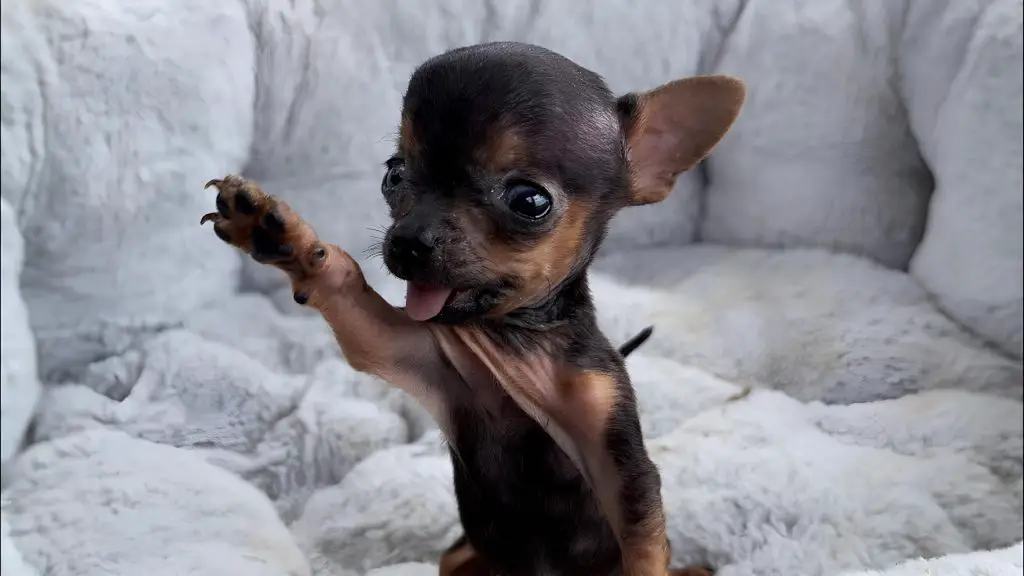 Um cachorro filhote da raça pinscher.