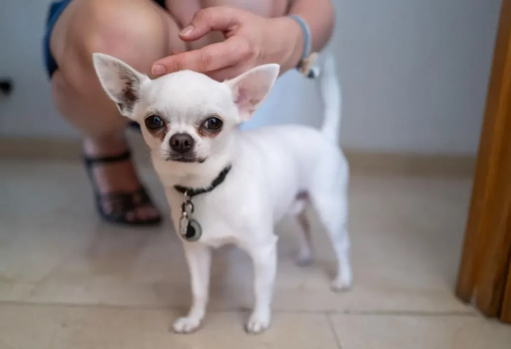 Um cachorro da raça pinscher na pelagem branca.