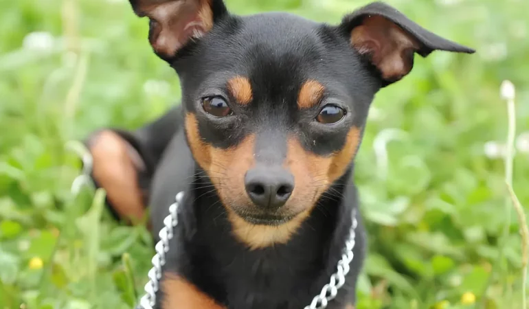 Um cachorro da raça pinscher deitado em um gramado.